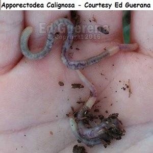 Apporectodea Calignosa - Courtesy Ed Guerana       